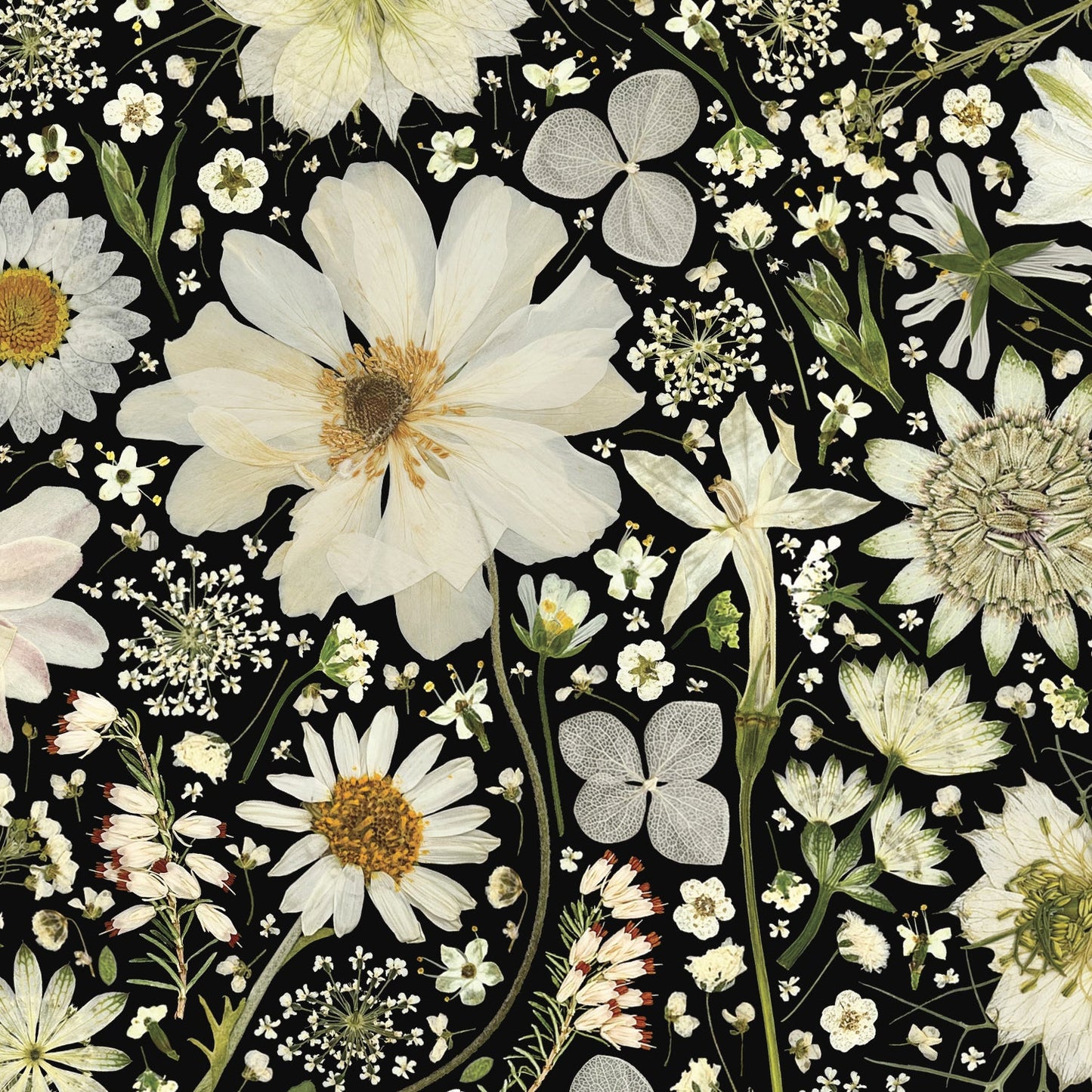 Lucy Miller - A5 White Pressed Florals Notebook, on Black